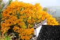 Colorful Autumn scenery in Tachuan