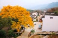 Colorful Autumn scenery in Tachuan