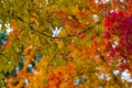 Colorful Autumn Scenes in Ohio Royalty Free Stock Photo