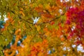 Colorful Autumn Scenes in Ohio Royalty Free Stock Photo