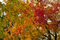 Colorful Autumn Scenes in Ohio Royalty Free Stock Photo