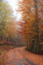 A fall path with colorful leaves Royalty Free Stock Photo