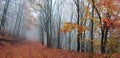 Forest path during autumn Royalty Free Stock Photo