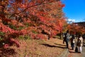 Colorful Autumn Season and Mountain Fuji at lake Kawaguchiko Japan