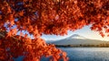 Colorful Autumn Season and Mountain Fuji with morning fog and red leaves at lake Kawaguchiko Royalty Free Stock Photo