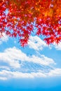 Colorful autumn season & Mountain Fuji in morning fog and red leaves at lake Kawaguchiko, Japan.Mountain Fuji with colorful red ma Royalty Free Stock Photo