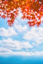 Colorful autumn season & Mountain Fuji in morning fog and red leaves at lake Kawaguchiko, JapanMountain Fuji with colorful red Royalty Free Stock Photo