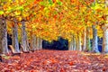 Colorful Autumn at Shinjuku Park