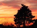 A single tree silhouette on summer autumn sunset background. Yellow orange red and grey colours sunset. Royalty Free Stock Photo