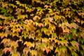 Colorful autumn three-leaf creeper