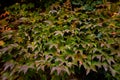 Colorful autumn three-leaf creeper