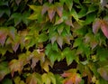 Colorful autumn three-leaf creeper