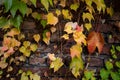 Colorful autumn three-leaf creeper