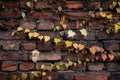 Colorful autumn three-leaf creeper on a brick wall