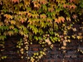 Colorful autumn three-leaf creeper