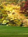 Colorful Autumn tree Royalty Free Stock Photo