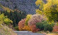 Colorful autumn tree alley in Mt Timpanogos, Utah