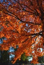 A colorful autumn tree branches with bright orange leafes