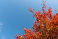 Colorful autumn tree with golden leaves against bright sky. Beautiful autumn day in city park Royalty Free Stock Photo