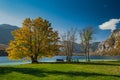 Colorful autumn tree at lake Bohijn in Slovenia Royalty Free Stock Photo