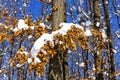 Colorful autumn tree leaves covered with snow Royalty Free Stock Photo