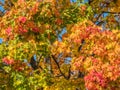 Colorful autumn Tree with many coloured leaves