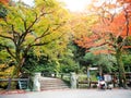 colorful Autumn tree in nature park. Royalty Free Stock Photo