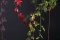 Colorful Autumn Tree Vines stretching down black background, studio image