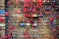 Colorful Autumn Tree Vines stretching down the brick wall