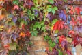 Colorful Autumn Tree Vines stretching down the brick wall Royalty Free Stock Photo