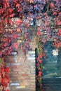 Colorful Autumn Tree Vines stretching down the iron fence and the brick wall Royalty Free Stock Photo