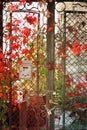 Colorful Autumn Tree Vines stretching down the iron fence