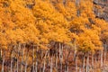 Colorful Autumn trees Royalty Free Stock Photo