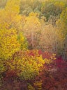 Colorful autumn trees background. Fall season nature details, beautiful multicolor foliage