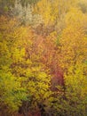 Colorful autumn trees background. Fall season nature details, beautiful multicolored leaves