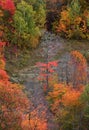 Colorful autumn trees in Black river forest Michigan Royalty Free Stock Photo