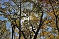 Colorful Autumn trees canopy in Indiana Royalty Free Stock Photo