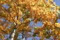 Colorful Autumn trees canopy in Indiana Royalty Free Stock Photo
