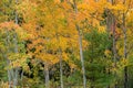 Yellow fall trees Royalty Free Stock Photo