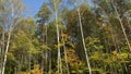 Colorful autumn trees, footage captured from the moving car.