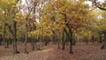 Colorful autumn trees in the forest