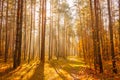 Colorful Autumn Trees In Forest Royalty Free Stock Photo