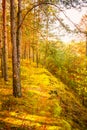 Colorful Autumn Trees In Forest Royalty Free Stock Photo