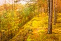 Colorful Autumn Trees In Forest Royalty Free Stock Photo