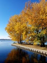 Golden autumn trees and lake Royalty Free Stock Photo