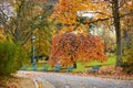 Colorful autumn trees in Montsouris park, Paris, Royalty Free Stock Photo