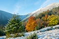 Colorful Autumn trees in mountains with first snow in sunny day. Carpathian landscape Royalty Free Stock Photo