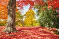 Colorful autumn trees at a park in New England