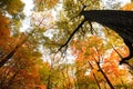 Autumn trees perspective view from bottom