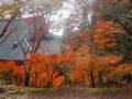 Colorful autumn trees with roof of main hall in japanese temple garden for background Royalty Free Stock Photo